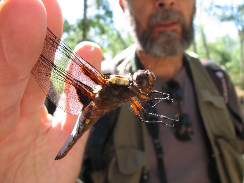 6405 Libellule déprimée (mâle)